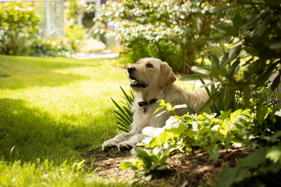 Backyard Ideas For A Happy Dog